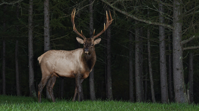 A clear night-vision photo of an elk in a grassy field captured by a trail camera.