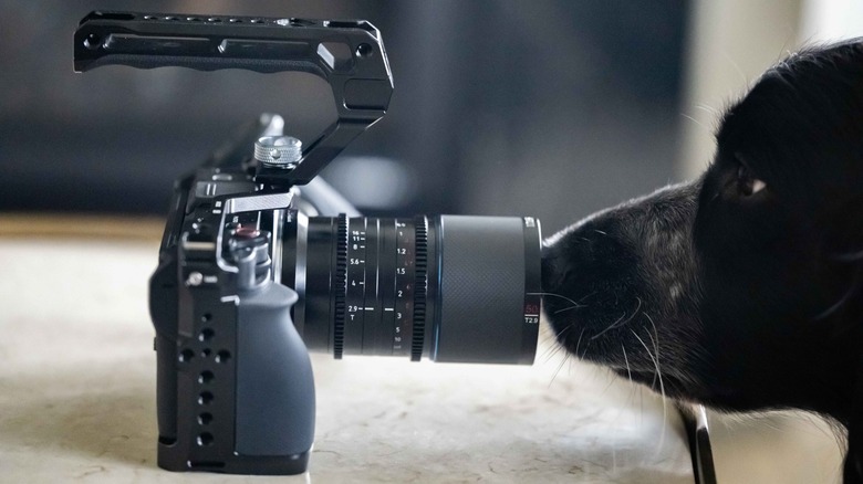 Nikon Zr equipped with a full camera cage and lens being inspected by a dog.