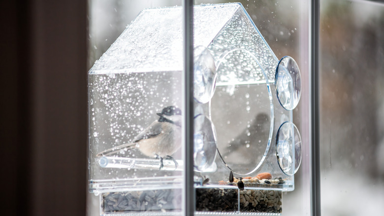 A clear acrylic bird feeder attached to a residential glass window with suction cups.