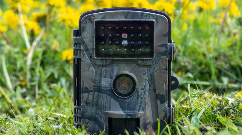A trail camera set up low in the grass at a scouting location.