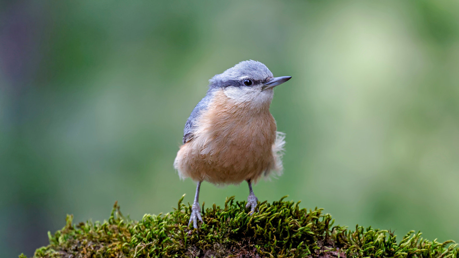5 Best Smart Birding Gadgets for 2026 Reviewed