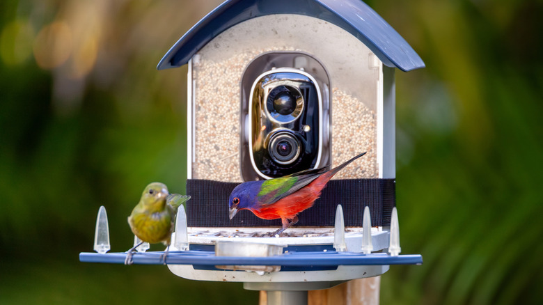 A close-up of a smart bird feeder with an integrated camera filming a bird as it feeds on seeds.